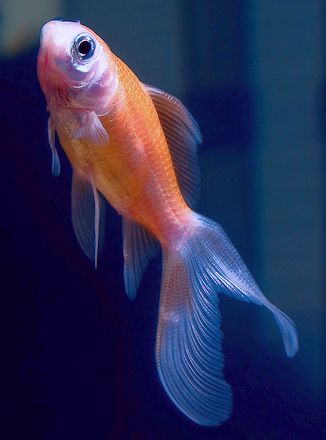 a comet goldfish a comet goldfish