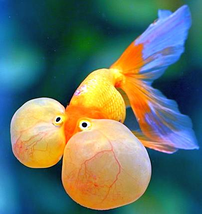 water bubble eye goldfish