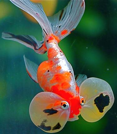 water bubble eye goldfish
