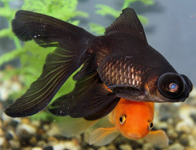 a beautiful black moor goldfish