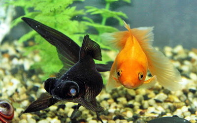 black moor and fantail goldfish