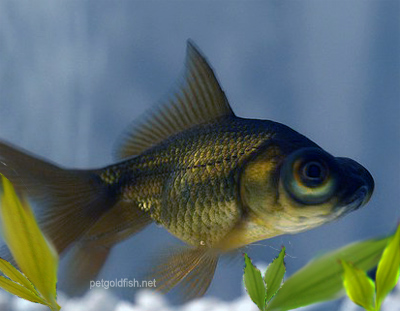 a cute black moor goldfish