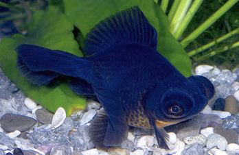 black moor goldfish