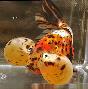 bubble eye goldfish tableau