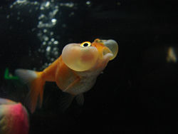 water bubble eye goldfish