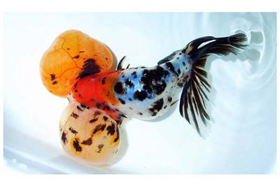 bubble eye goldfish manner