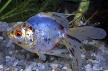 calico ryukin goldfish