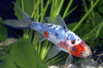 calico shubunkin goldfish