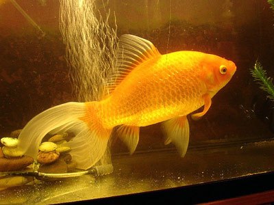 goldfish eggs in pond. goldfish eggs in aquarium.