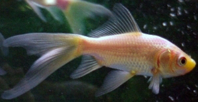 comet goldfish