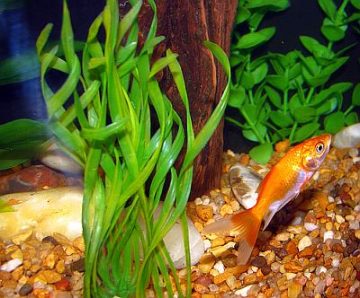goldfish eggs in tank. COMMON GOLDFISH IN AN AQUARIUM