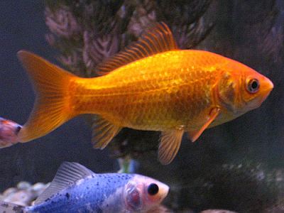 [Imagen: common-goldfish-6.jpg]