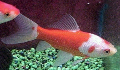 common goldfish