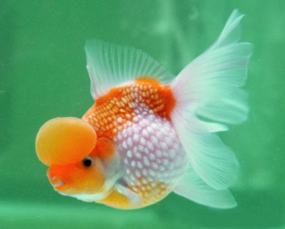 goldfish. crown pearlscale goldfish