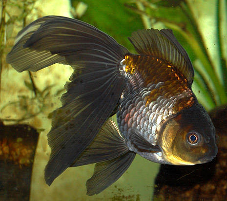 goldfish tank setup. lionhead goldfish tank size