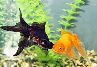 black moor fantail goldfish