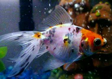 fantail goldfish