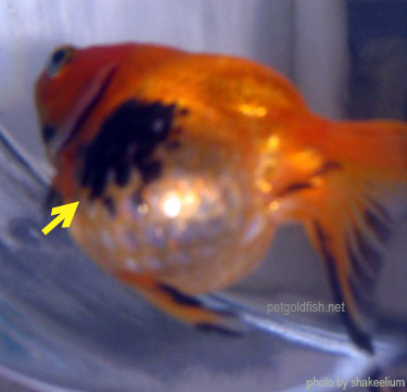 goldfish with black spots