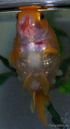 GoldFish Dropsy disease