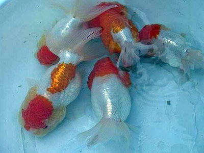 lionhead goldfish