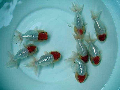 goldfish eggs in aquarium. images aquarium goldfish eggs