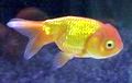 a  lionhead goldfish