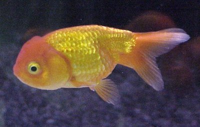 lionhead goldfish