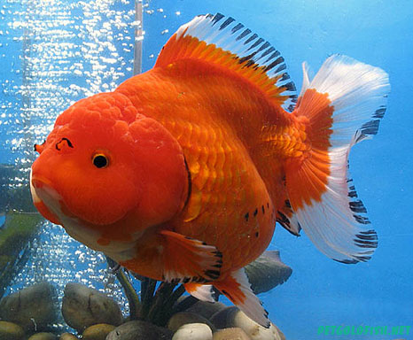 oranda-goldfish-3.jpg