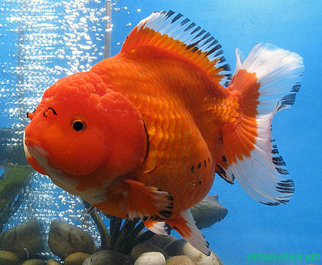 orange goldfish ile ilgili görsel sonucu