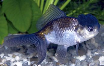 panda oranda goldfish