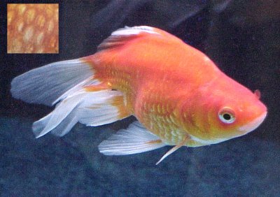 pearlscale goldfish