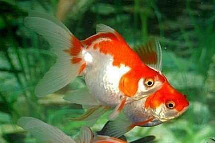 ryukin%20goldfish