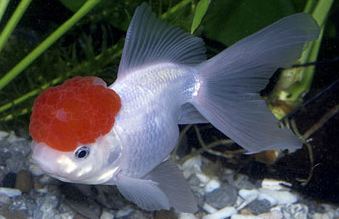 oranda goldfish