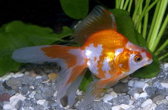 red%20and%20white%20ryukin%20goldfish