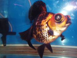 telescope goldfish