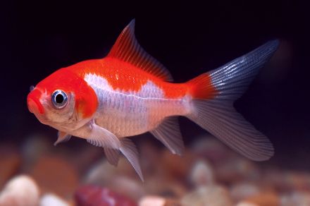 the-goldfish the-goldfish