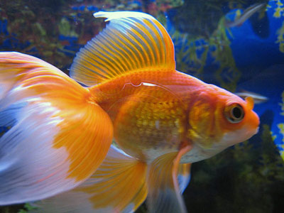goldfish. veiltail goldfish