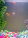 Filename=My_fishies.jpg
Filesize=389KB
Dimensions=960x1280
Date added=Jan 21, 2009 My_fishies.jpg