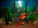 Filename=75_gallon_tank_1.jpg
Filesize=107KB
Dimensions=400x299
Date added=Jan 15, 2011 75_gallon_tank_1.jpg