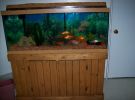 Filename=75_gallon_tank_3.jpg
Filesize=97KB
Dimensions=400x299
Date added=Jan 15, 2011 75_gallon_tank_3.jpg