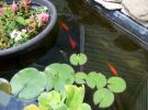 Filename=pond4.jpg
Filesize=110KB
Dimensions=400x299
Date added=Dec 26, 2010 pond4.jpg