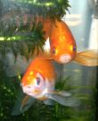 Filename=Humphrey_and_Hepsiba_posing.jpg
Filesize=396KB
Dimensions=837x1024
Date added=Dec 26, 2010 Humphrey_and_Hepsiba_posing.jpg