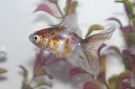 Filename=Pyrite1.jpg
Filesize=26KB
Dimensions=660x440
Date added=Aug 21, 2010 Pyrite1.jpg