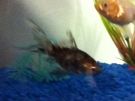 Filename=doc_0065~0.JPG
Filesize=258KB
Dimensions=960x720
Date added=Jan 21, 2012 doc_0065~0.JPG