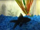 Filename=doc_0284~0.JPG
Filesize=289KB
Dimensions=960x720
Date added=Jan 21, 2012 doc_0284~0.JPG