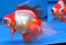 Filename=orange_white_butter.jpg
Filesize=107KB
Dimensions=791x539
Date added=Dec 22, 2010 orange_white_butter.jpg