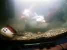 fish_031.jpg