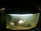 tank3.JPG