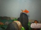 Filename=php2wtcozPM.jpg
Filesize=74KB
Dimensions=600x450
Date added=Nov 12, 2011 php2wtcozPM.jpg