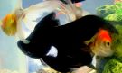 100_4943.JPG